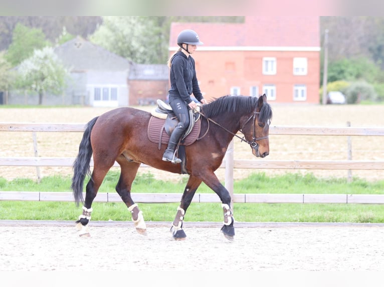 Kuc Connemara Wałach 4 lat 157 cm Gniada in Pepingen