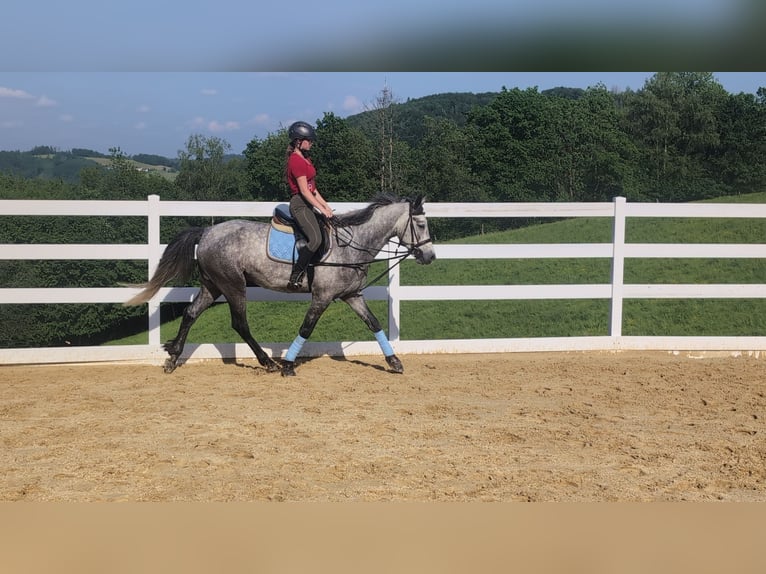 Kuc Connemara Wałach 4 lat 157 cm Siwa jabłkowita in Morsbach