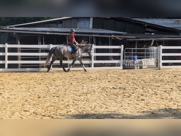 Kuc Connemara Wałach 4 lat 157 cm Siwa jabłkowita in Morsbach
