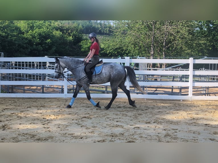Kuc Connemara Wałach 4 lat 157 cm Siwa jabłkowita in Morsbach