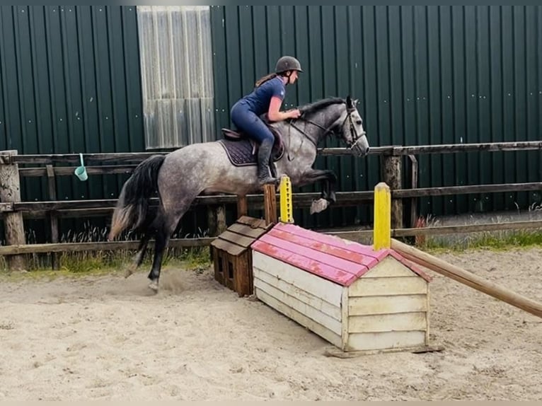 Kuc Connemara Wałach 4 lat Siwa in Sligo