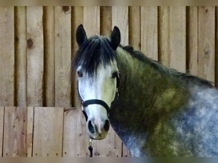 Kuc Connemara Wałach 5 lat 143 cm Siwa jabłkowita in Neuhemsbach
