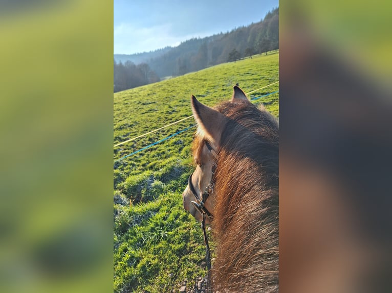 Kuc Connemara Mix Wałach 5 lat 145 cm Bułana in Seelbach