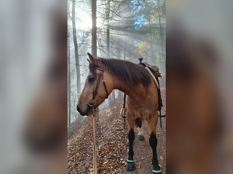 Kuc Connemara Mix Wałach 5 lat 145 cm Bułana in Seelbach