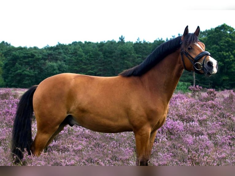 Kuc Connemara Wałach 5 lat 145 cm Jasnogniada in Fogars De La Selva