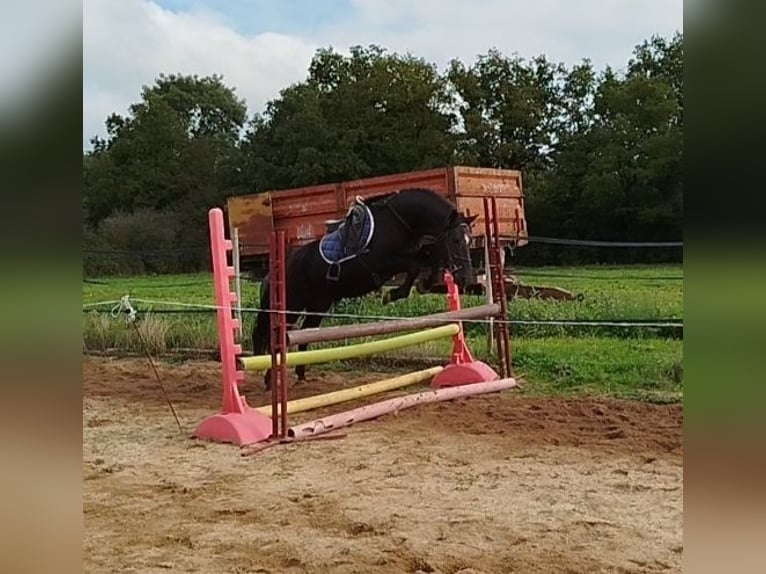 Kuc Connemara Wałach 5 lat 145 cm Kara in AMAILLOUX