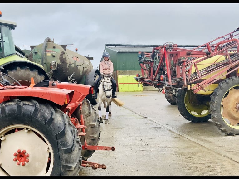 Kuc Connemara Wałach 5 lat 145 cm Siwa in Mountrath