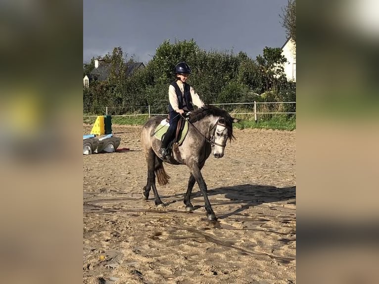 Kuc Connemara Wałach 5 lat 146 cm Siwa in Cavalaire-sur-Mer
