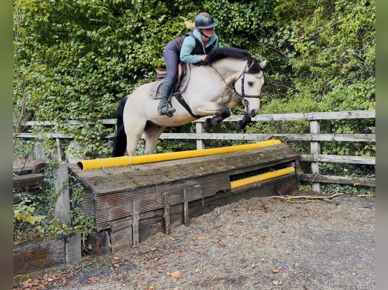 Kuc Connemara Wałach 5 lat 147 cm Bułana in Mountrath, Co. Laois