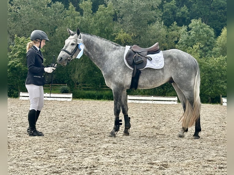 Kuc Connemara Wałach 5 lat 147 cm Karosiwa in Lisberg