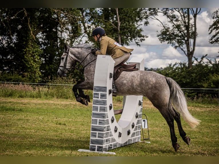 Kuc Connemara Wałach 5 lat 147 cm Siwa jabłkowita in Mountrath, Co. Laois