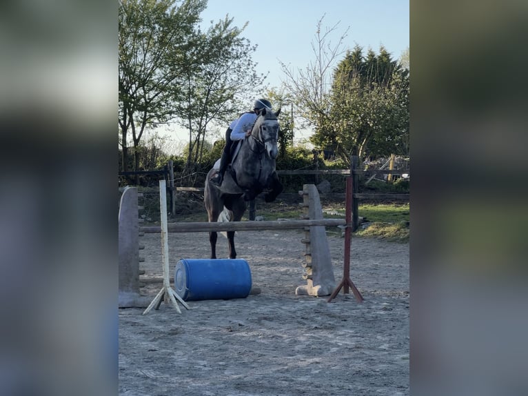 Kuc Connemara Wałach 5 lat 147 cm Siwa in Galway