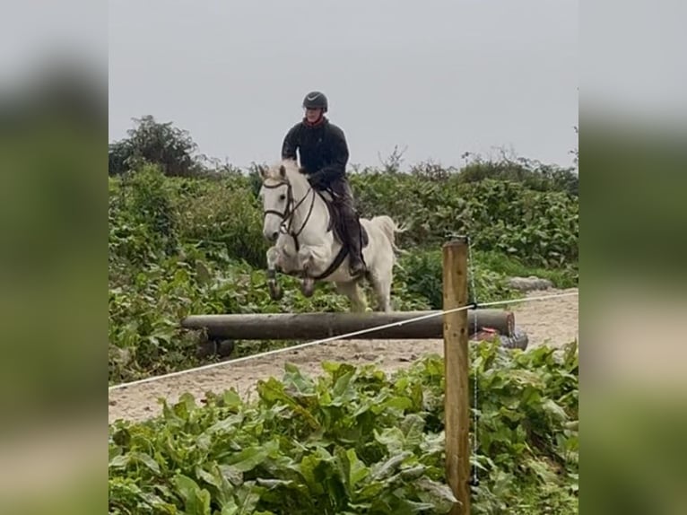 Kuc Connemara Wałach 5 lat 147 cm Siwa in Sligo