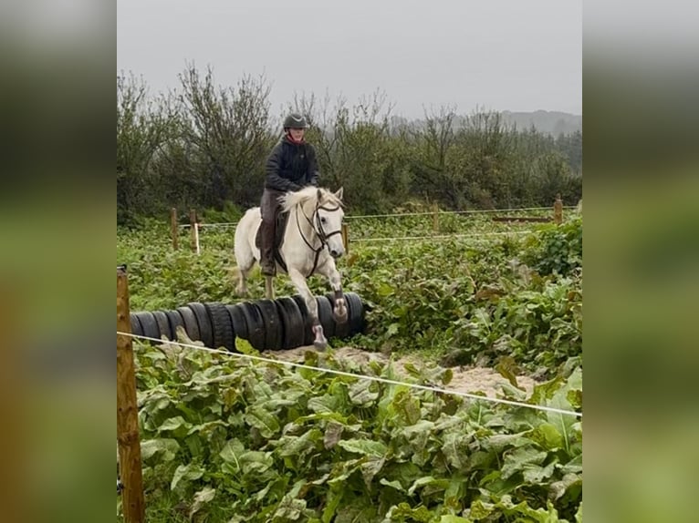 Kuc Connemara Wałach 5 lat 147 cm Siwa in Sligo