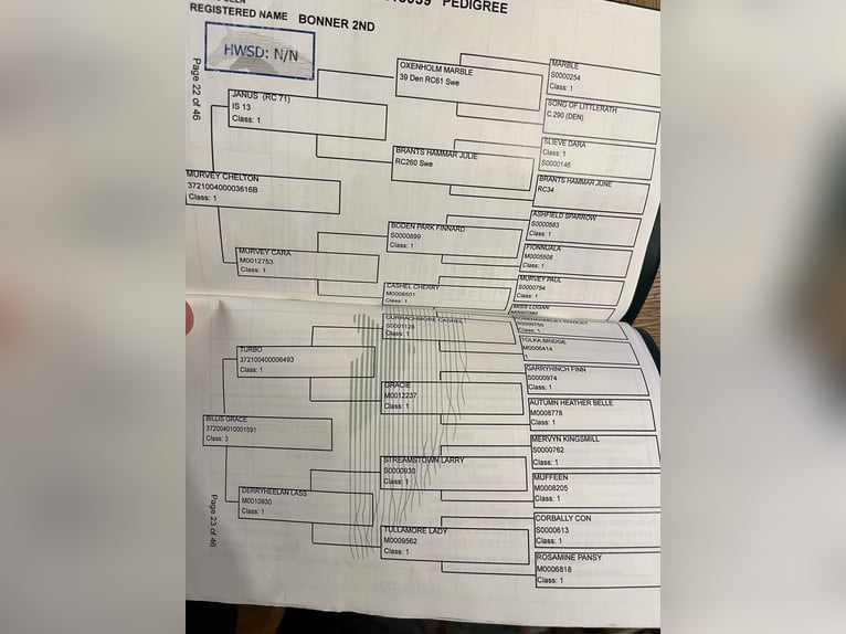 Kuc Connemara Wałach 5 lat 147 cm Siwa in Sligo