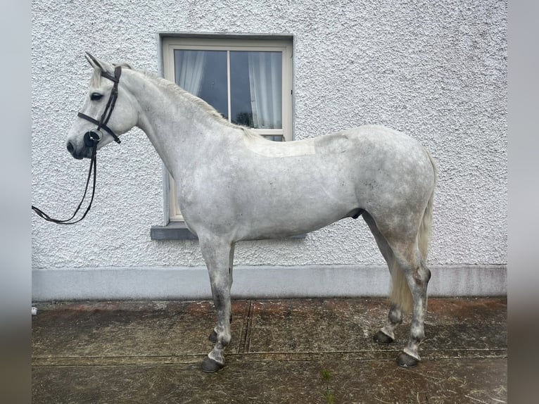 Kuc Connemara Wałach 5 lat 148 cm Siwa in Ballinasloe