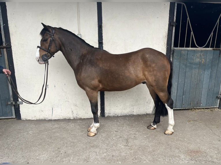Kuc Connemara Wałach 5 lat 148 cm Siwa in Ballinasloe