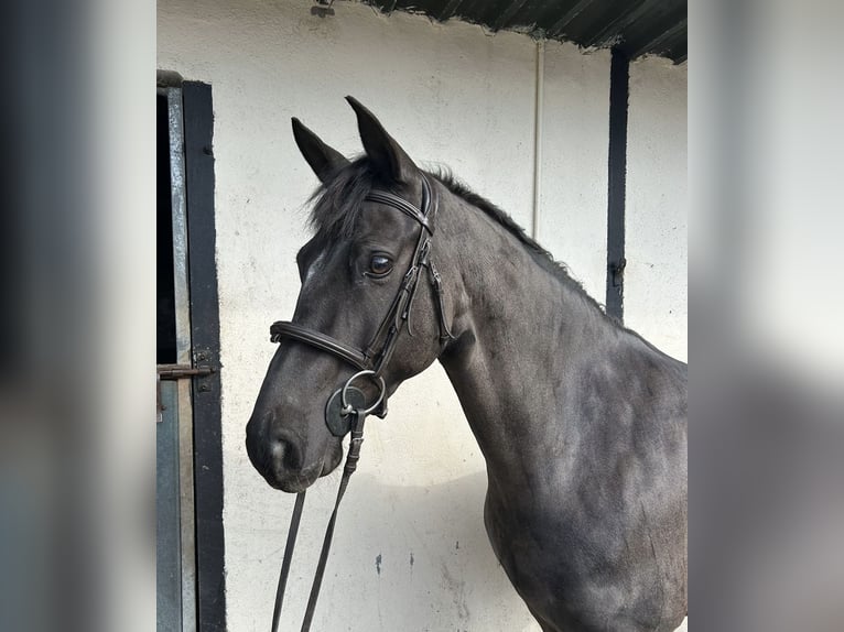 Kuc Connemara Wałach 5 lat 148 cm Siwa in Ballinasloe