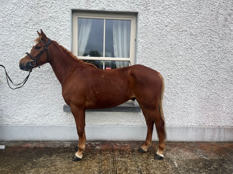 Kuc Connemara Wałach 5 lat 148 cm Siwa in Ballinasloe