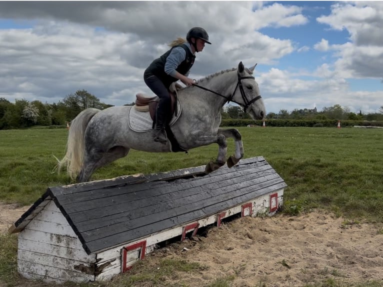 Kuc Connemara Wałach 5 lat 150 cm Siwa in Laois