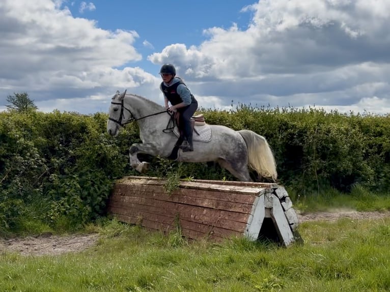 Kuc Connemara Wałach 5 lat 150 cm Siwa in Laois