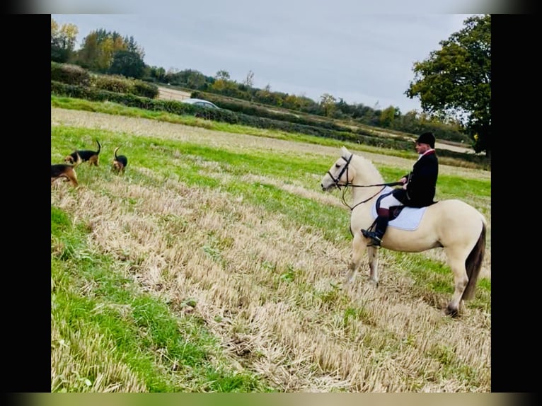 Kuc Connemara Wałach 5 lat 152 cm Bułana in Mountrath