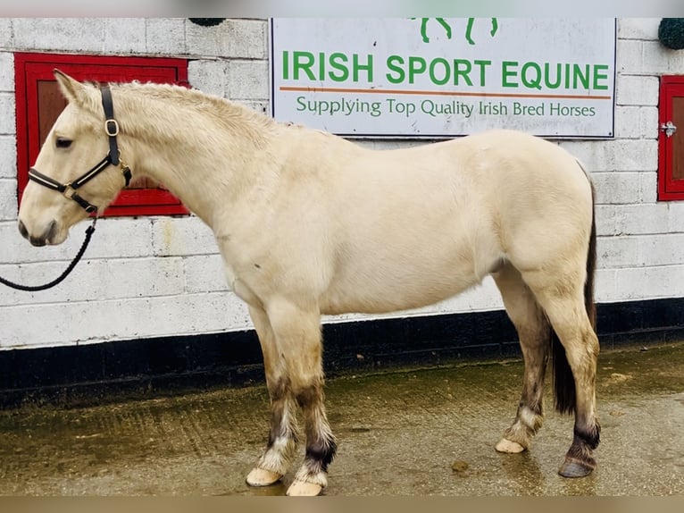 Kuc Connemara Wałach 5 lat 152 cm Bułana in Mountrath