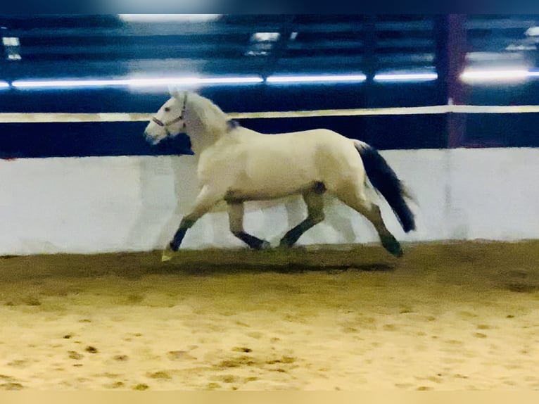 Kuc Connemara Wałach 5 lat 152 cm Bułana in Mountrath