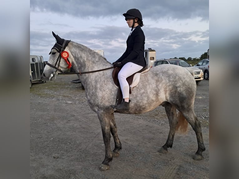 Kuc Connemara Wałach 5 lat 152 cm Siwa in Mullingar