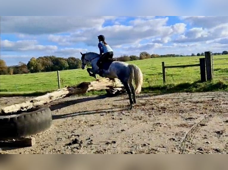 Kuc Connemara Wałach 5 lat 152 cm Siwa in Mullingar