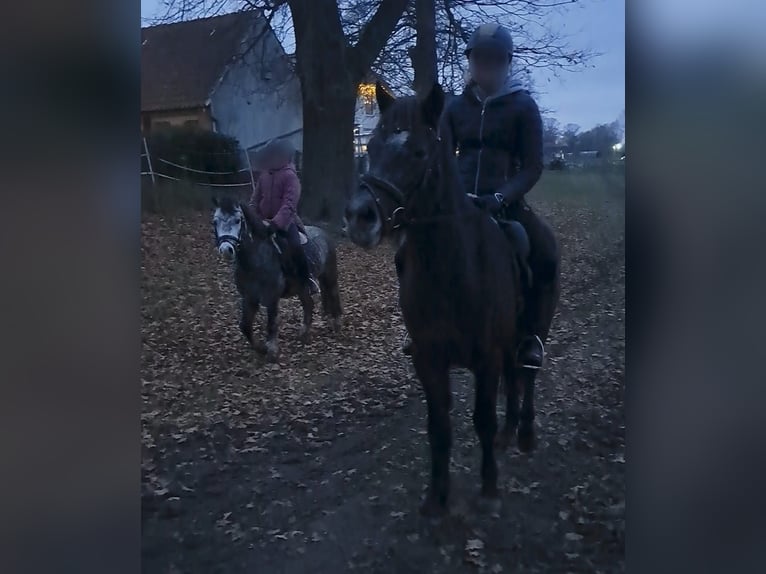 Kuc Connemara Wałach 5 lat 152 cm Siwa jabłkowita in Burgdorf