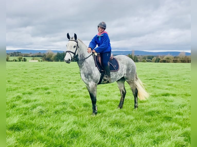 Kuc Connemara Wałach 5 lat 152 cm Siwa jabłkowita in Mountrath