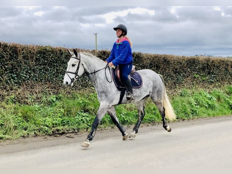 Kuc Connemara Wałach 5 lat 152 cm Siwa jabłkowita in Mountrath