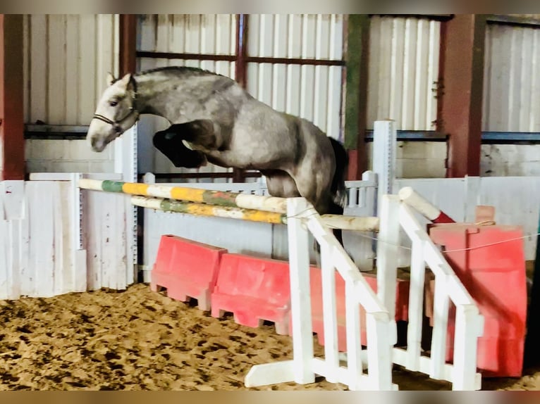 Kuc Connemara Wałach 5 lat 152 cm Siwa in Mountrath