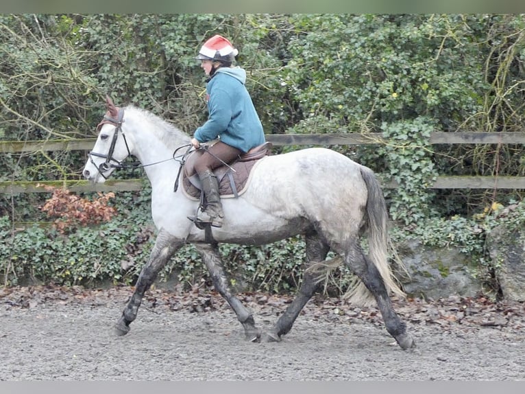 Kuc Connemara Wałach 5 lat 152 cm Siwa in Mountrath