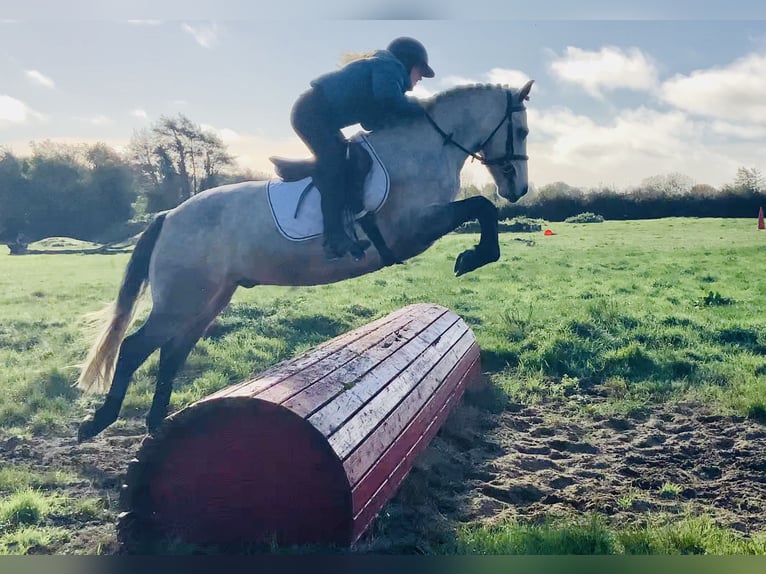 Kuc Connemara Wałach 5 lat 152 cm Siwa in Mountrath