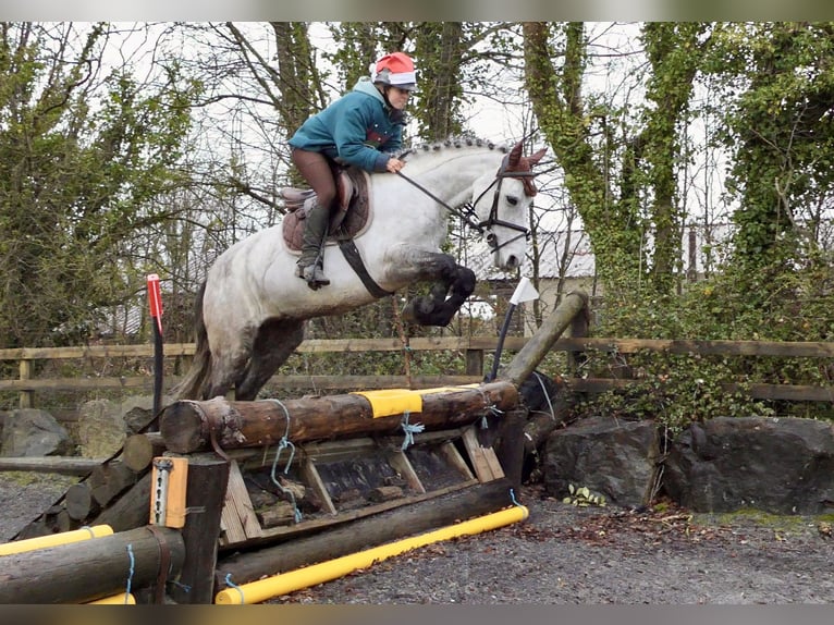 Kuc Connemara Wałach 5 lat 152 cm Siwa in Mountrath