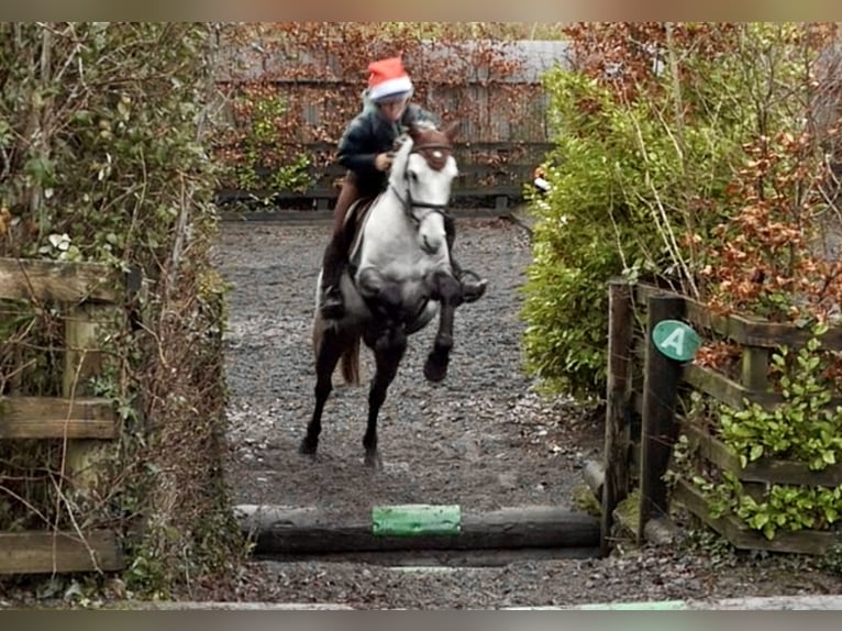 Kuc Connemara Wałach 5 lat 152 cm Siwa in Mountrath