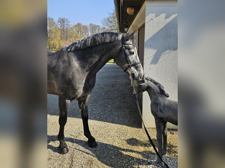 Kuc Connemara Wałach 5 lat 153 cm Karosiwa in Biel-Benken