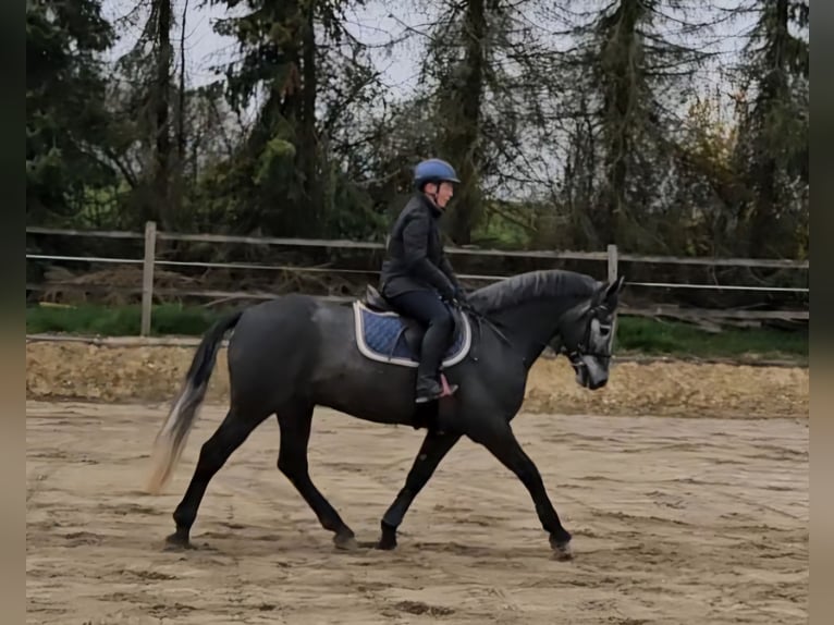 Kuc Connemara Wałach 5 lat 153 cm Karosiwa in Biel-Benken