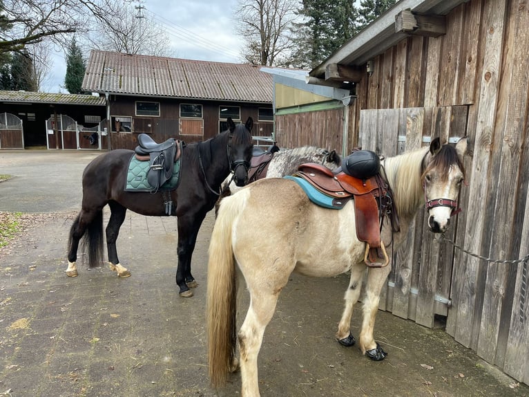 Kuc Connemara Wałach 5 lat 154 cm Tobiano wszelkich maści in Bad Herrenalb