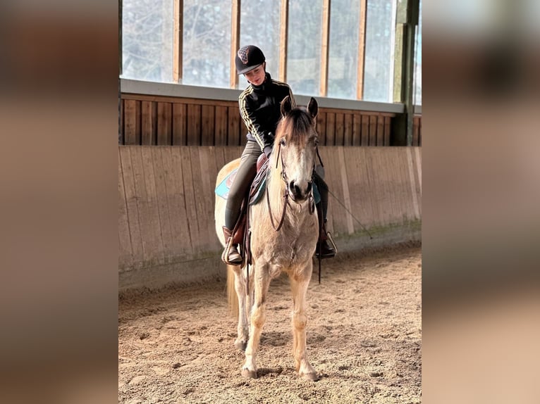 Kuc Connemara Wałach 5 lat 154 cm Tobiano wszelkich maści in Bad Herrenalb