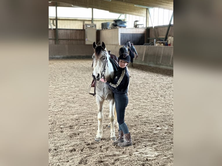 Kuc Connemara Wałach 5 lat 154 cm Tobiano wszelkich maści in Bad Herrenalb