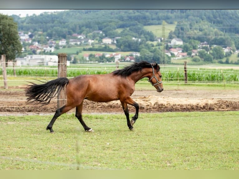 Kuc Connemara Wałach 5 lat 155 cm Gniada in Feldkirchen an der Donau