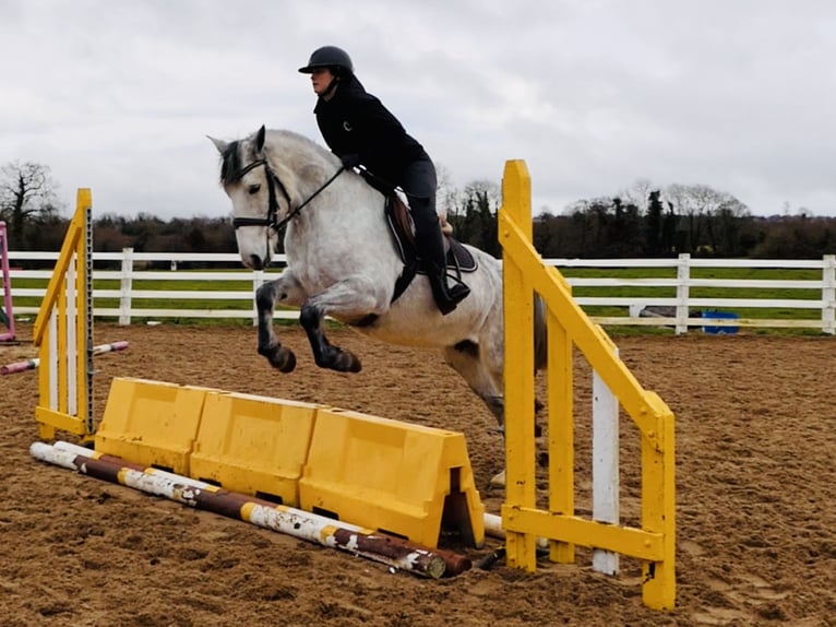 Kuc Connemara Wałach 5 lat 155 cm Siwa in Mountrath