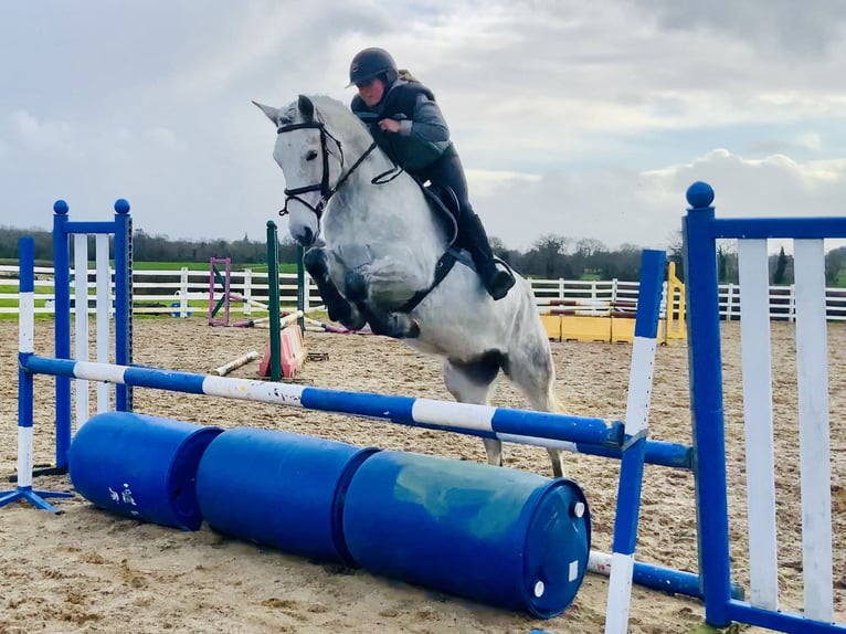 Kuc Connemara Wałach 5 lat 155 cm Siwa in Mountrath