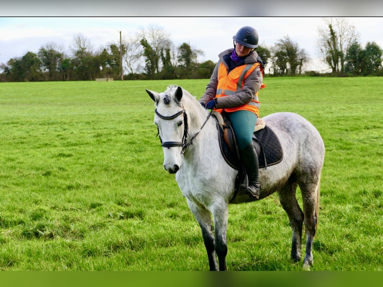 Kuc Connemara Wałach 5 lat 155 cm Siwa in Mountrath