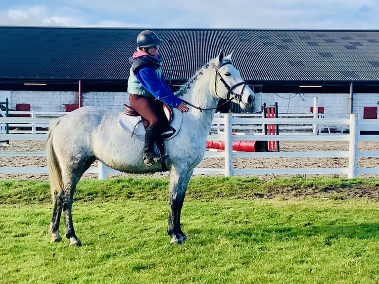 Kuc Connemara Wałach 5 lat 155 cm Siwa in Mountrath