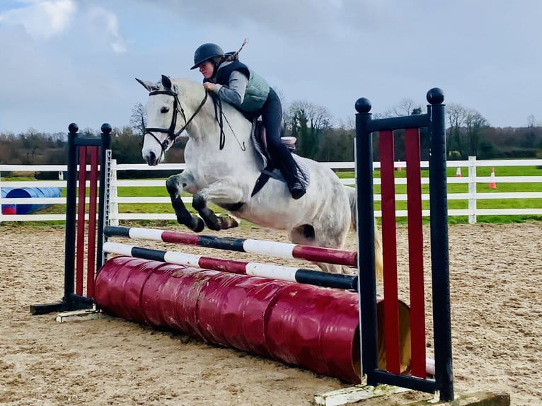 Kuc Connemara Wałach 5 lat 155 cm Siwa in Mountrath