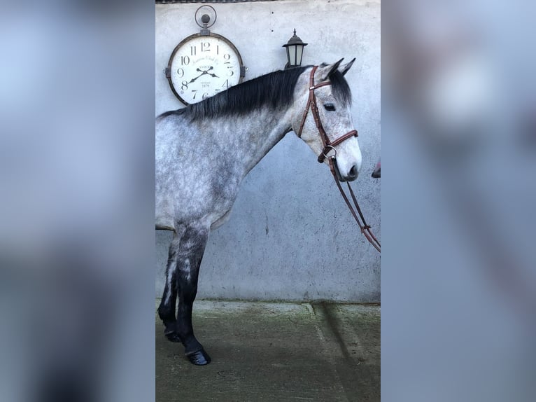 Kuc Connemara Wałach 5 lat 155 cm Stalowosiwy in Bogaarden